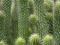 Hoodia gordonii