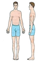 The Ectomorph body type