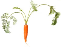 Single large carrot
