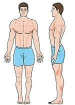 The Mesomorph Body Type