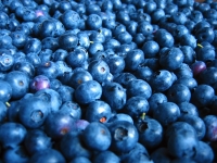 Blueberries